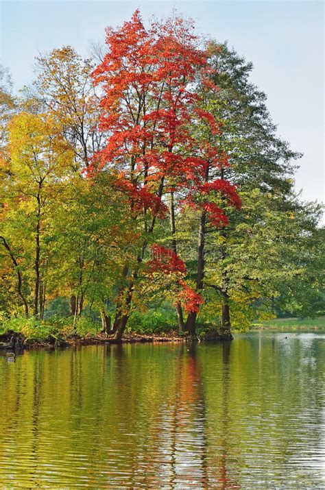Autumn Riverbank Landscape Stock Image Image Of Yellow 11436889