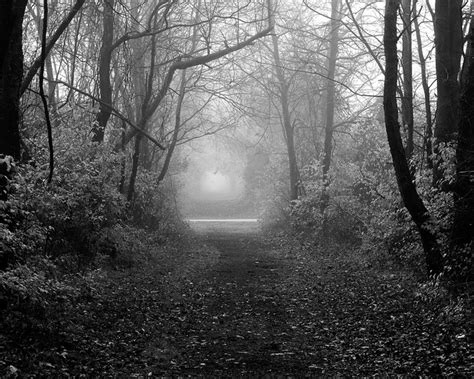 Foggy Morning Foggy Morning Foggy Country Roads
