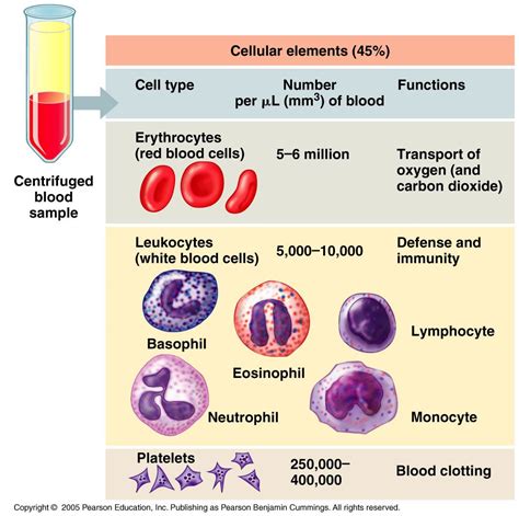 Components Of Blood Worksheet Answers Worksheet