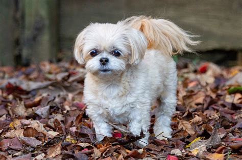 15 Cutest Shih Poo Haircuts To Ask Your Groomer To Try
