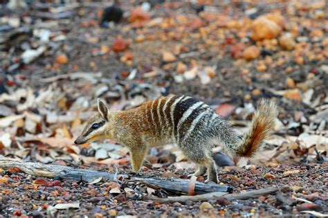Ag Reader Photo Of The Week Numbat In The Woods