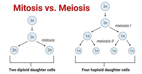 Mitosis Vs Meiosis 32 Major Key Differences