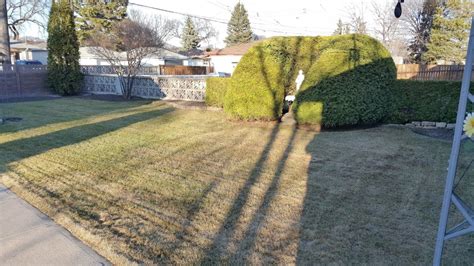 Light leaf rake of grass, rake out snow mold and other debris. Lawn Care Services In Winnipeg MB | 204-202-6939