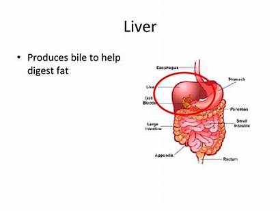 Chemical Digestion Physical Liver Changes Bile Help