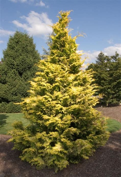 Goldilocks Hinoki False Cypress 15m X 10m Slow Growing Evergreen With