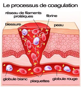 Marcumar® gehört zur gruppe der indirekt wirkenden hemmstoffe der blutgerinnung (medizinisch: Coagulation sanguine: comment fonctionne-t-elle? Que se ...