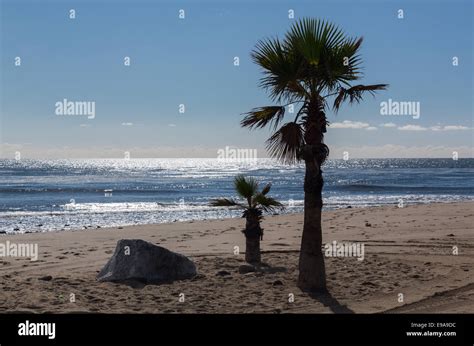 Two Palm Trees And Rock On Beach Stockfoto Lizenzfreies Bild 74600328