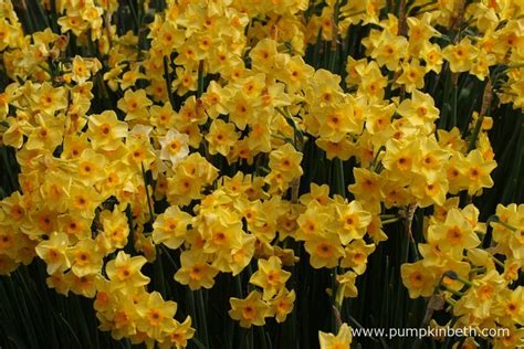 Of All The Fragrances Produced By The Daffodil Cultivars Grown For My