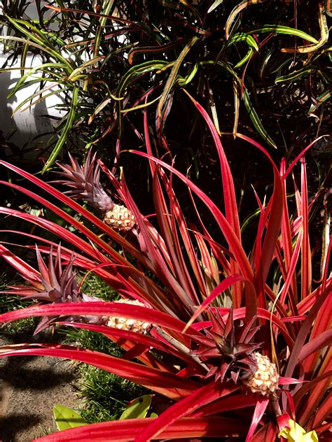 Ornamental Pineapple Plant In Poipu On Lawai