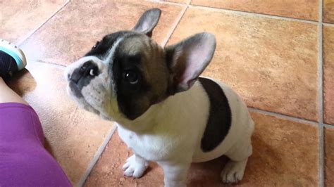 Adorable Frenchie 12 Week Old French Bulldog Puppy Playing Fetch