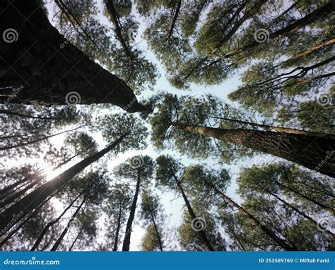 Natural Landscape Of Tall Pine Trees Photographed From Below Stock