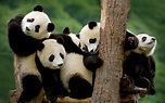 Panda Family Wallpapers - Wallpaper Cave