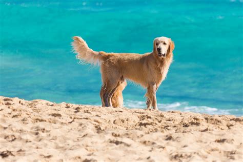 Many people start to think that photo editing is a very simple process. Dog On The Beach Free Stock Photo - Public Domain Pictures