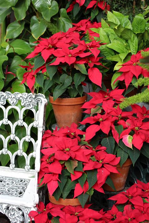 The ones pictured are from molbak's poinsettia leaves drop in late winter or early spring. 20 Ways to Decorate With Poinsettias for the Holidays ...