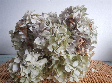 7 Dried Hydrangea Flowers Wedding Bouquet Dried Flower Etsy