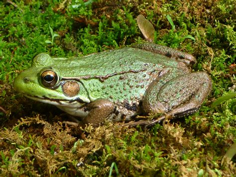 Filenorthern Green Frog Tewksbury Nj Wikimedia Commons
