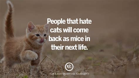 25 Cute Cat Images With Quotes For Crazy Cat Ladies Gentlemen And Lovers