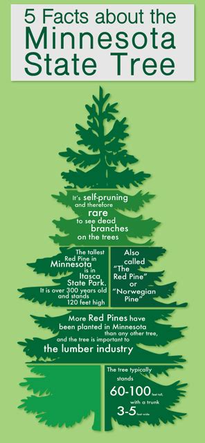 Fun Facts About Minnesotas State Tree
