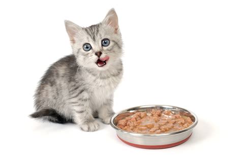 Cat Food For Kittens Cat Food Brands Comparisons And Ratings