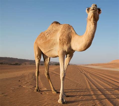 In fact, a camel has adapted to the heat by being able to go for a long time without drinking water at all. Did giant camels live in the Arctic? | Express.co.uk