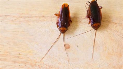 What Attracts Cockroaches In Your House Pest Control