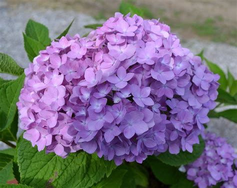 Nikko Blue Hydrangea Growing Propagating And Making Them Bloom