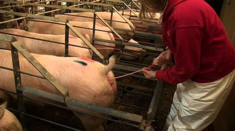 Post Cervical Artificial Insemination In Sows As Wv Youtube