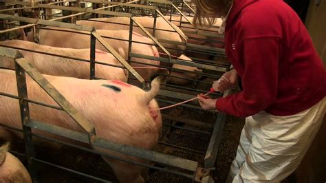 Post Cervical Artificial Insemination In Sows AS WV YouTube