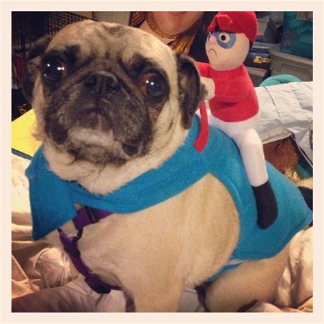 Mollymoodles The Jockey And The Horse Have Matching Expressions Pugs