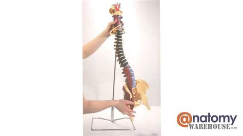 Budget Muscle Spine Anatomy Model With Disorders With Stand Youtube