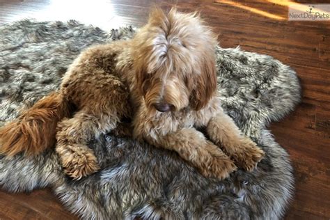 Goldendoodle, labradoodle, and poodle puppies for sale. Fiona: Double Doodle puppy for sale near Sacramento ...