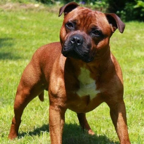 12 Reasons Why You Should Never Own Staffordshire Bull Terriers