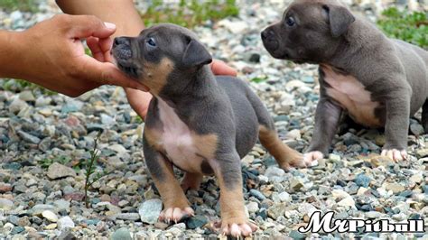 Tri Color Pitbull Puppies