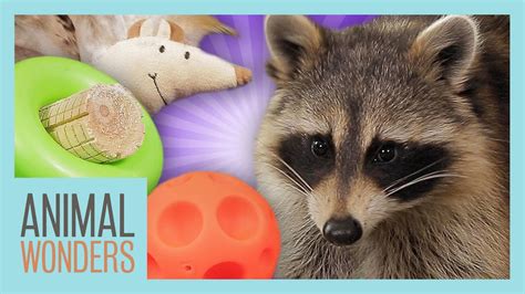 Raccoon Scores New Toys Youtube