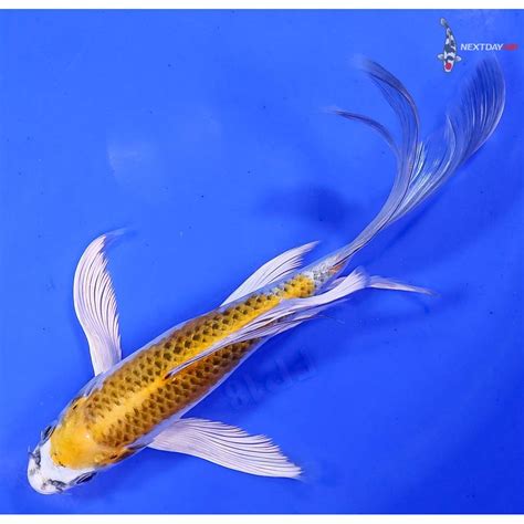 8 Imported Kujaku Butterfly Koi Koi Fish For Sale