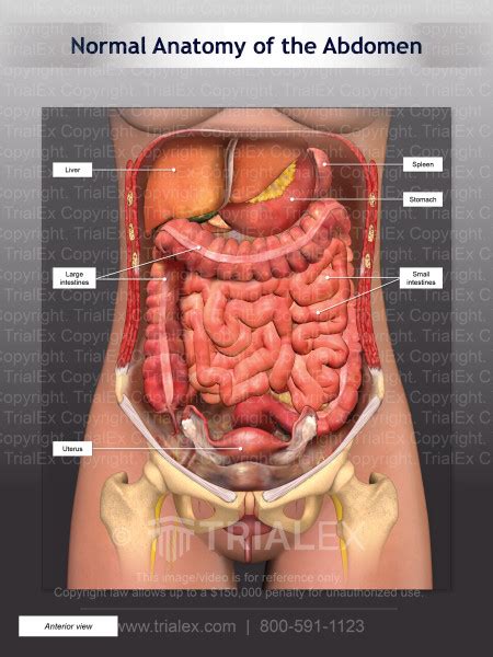 bladder female anatomy