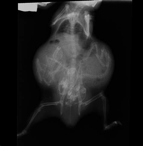Guinea Pig X Ray Of Pregnant Teddy My Pigs Pinterest Pigs And