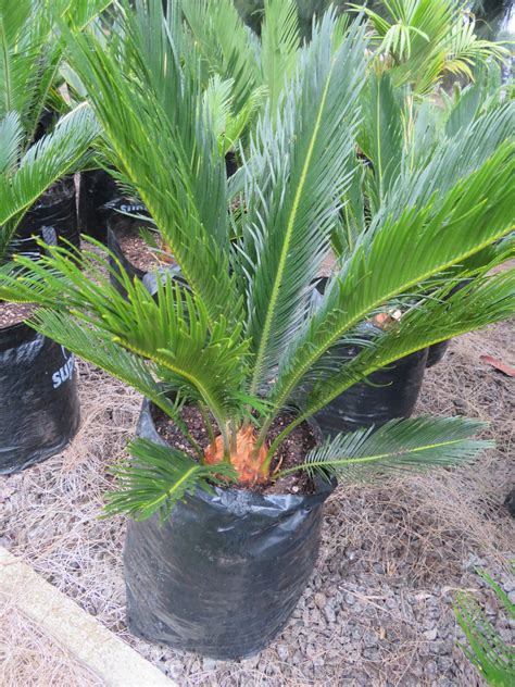 Sago Palm Cycad Revoluta Coast Palms And Cycads