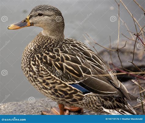 Female Mallard Duck Outside Near A Pond In The Winter Time Stock Photo