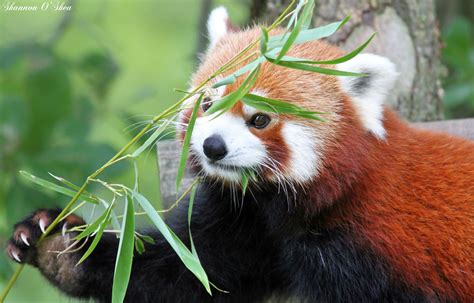 Wallpaper Grass Wildlife Zoo Whiskers Red Panda Bamboo Virginia