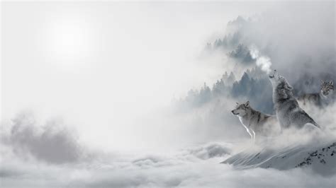 Animal Three White Wolves Are Sitting On Snow Covered Mountains And One