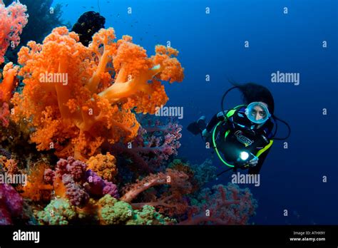 Taucher Im Korallenriff Weibliche Taucher Indonesien Ozean Meer