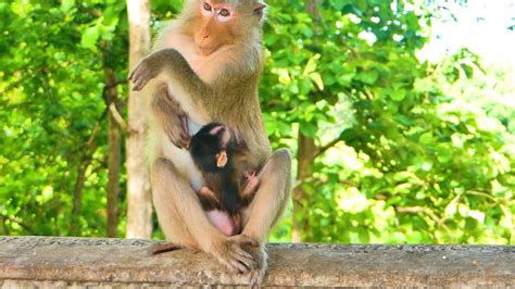 Big Funny Monkey Teva Is Surprised When Her Baby Monkey Tessa Touches