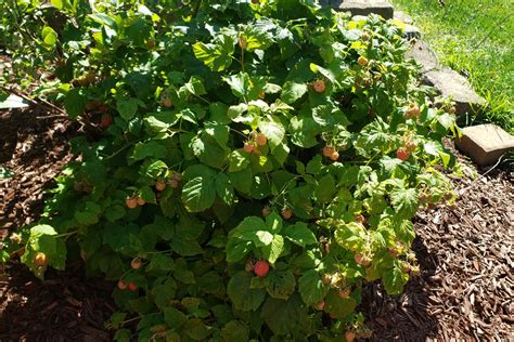 Raspberry Shortcake Crazy For Gardening