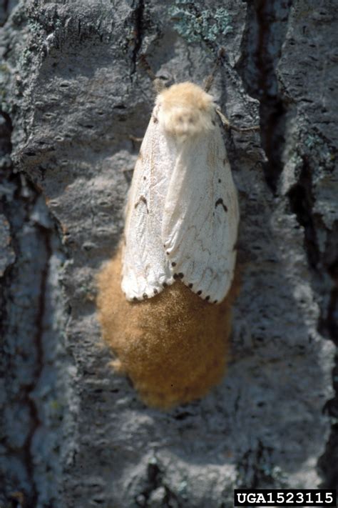 Use custom templates to tell the right story for your business. Gypsy Moth in Wisconsin - Cooperative Extension
