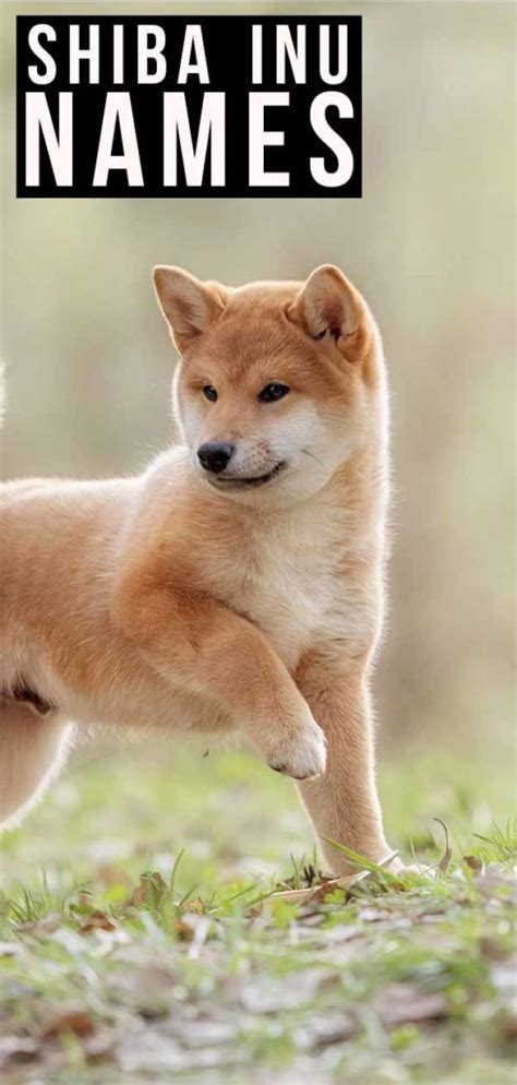 Shiba Inu Names Whats The Best Name For Your Puppy
