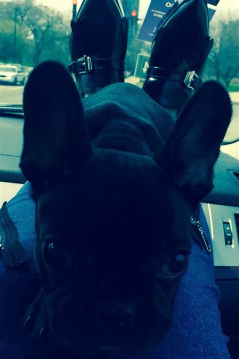 A source familiar with the incident told the newspaper: Lady Gaga Introduces Fans to New Pet Batpig