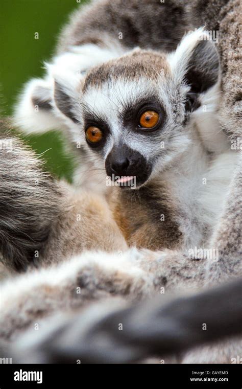 Baby Lemur At Bristol Zoo Stock Photo Alamy