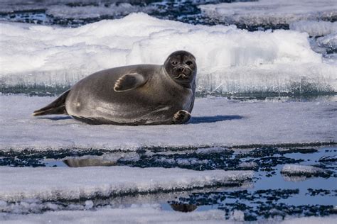 Where To Go To Meet Nerpa A Baikal Indigenous Seal