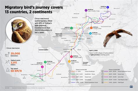Migratory Bird Of Preys Incredible Journey Stretching From Central